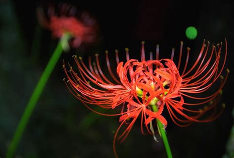 彼岸花 紫色|彼岸花の花言葉とは？赤・白・ピンクなど色別の意味。